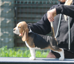 Photo №2 to announcement № 2913 for the sale of beagle - buy in Belarus from nursery