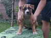 Photo №4. I will sell american staffordshire terrier in the city of Bishkek. private announcement, breeder - price - negotiated