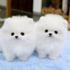 Photo №2 to announcement № 123306 for the sale of pomeranian - buy in Finland private announcement