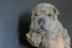 Photo №1. shar pei - for sale in the city of Pskov | Negotiated | Announcement № 2210