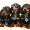 Photo №1. dachshund - for sale in the city of Hartford | 8000$ | Announcement № 109913