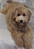 Additional photos: Goldendoodle F1