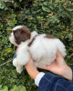 Photo №3. Adorable Male And Female Shih Tzu Puppies. Germany