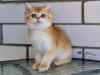 Photo №3. Scottish kittens. Russian Federation