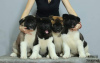 Photo №2 to announcement № 17946 for the sale of american akita - buy in Russian Federation from nursery