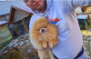 Photo №4. I will sell pomeranian in the city of Werbass.  - price - negotiated
