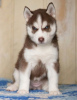 Photo №3. Red blue eyed husky puppies. Russian Federation