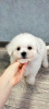 Photo №1. bichon frise - for sale in the city of Gomel | 440$ | Announcement № 33537