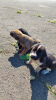 Photo №3. Puppies in good hands. Ukraine