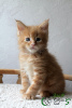 Photo №2 to announcement № 24629 for the sale of maine coon - buy in Russian Federation private announcement, from nursery, breeder
