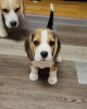 Photo №4. I will sell beagle in the city of Aachen. private announcement - price - 380$