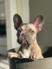 Photo №2 to announcement № 36208 for the sale of french bulldog - buy in Israel private announcement, breeder