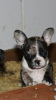Photo №1. french bulldog - for sale in the city of Badovinci | negotiated | Announcement № 67458