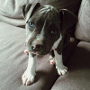 Photo №1. american staffordshire terrier - for sale in the city of Gothenburg | 687$ | Announcement № 88540