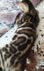 Photo №2 to announcement № 7610 for the sale of bengal cat - buy in Russian Federation from nursery