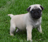 Photo №1. pug - for sale in the city of Brno | Is free | Announcement № 124150