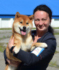 Additional photos: Shiba Inu puppies with RKF pedigree