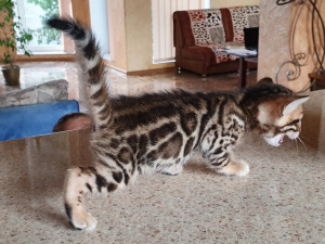 Photo №4. I will sell bengal cat in the city of Simferopol. from nursery, breeder - price - 1400$