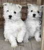 Photo №1. west highland white terrier - for sale in the city of Belgrade | negotiated | Announcement № 84888