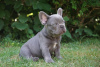 Photo №1. french bulldog - for sale in the city of Bad Kreuznach | 317$ | Announcement № 70914