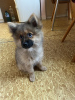 Photo №4. I will sell german spitz in the city of Pilsen. private announcement - price - negotiated