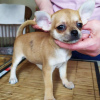 Photo №2 to announcement № 104857 for the sale of chihuahua - buy in Germany private announcement, breeder