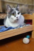 Photo №3. Kitty Dasha is looking for a home!. Russian Federation