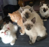 Photo №1. birman - for sale in the city of Frankfurt | 370$ | Announcement № 114529