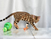 Photo №3. Bengal kittens large cat. Belarus