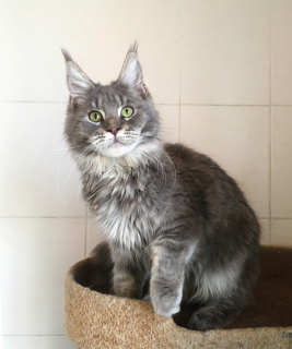 Photo №4. I will sell maine coon in the city of Volgograd. from nursery - price - 160$