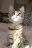 Photo №4. I will sell maine coon in the city of St. Petersburg. private announcement, from nursery, breeder - price - 458$