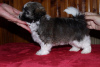 Photo №1. havanese dog - for sale in the city of Москва | negotiated | Announcement № 13644