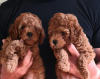 Photo №2 to announcement № 106411 for the sale of poodle (toy) - buy in Serbia breeder