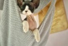 Photo №1. devon rex - for sale in the city of Berlin | Is free | Announcement № 126795