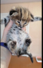 Photo №2 to announcement № 30264 for the sale of savannah cat - buy in Belarus 