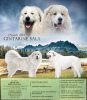 Photo №2 to announcement № 30258 for the sale of great pyrenees - buy in Lithuania from nursery