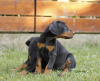 Additional photos: Doberman puppies