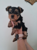 Photo №2 to announcement № 82234 for the sale of yorkshire terrier - buy in United States private announcement