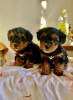 Photo №4. I will sell non-pedigree dogs in the city of Bamberg.  - price - Is free