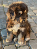 Photo №3. Purebred Tibetan Mastiff puppies with FCI FCI documents. Ukraine