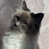 Photo №4. I will sell ragdoll in the city of Munich. private announcement, from nursery, breeder - price - 269$