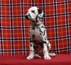 Photo №1. dalmatian dog - for sale in the city of Tübingen | 370$ | Announcement № 74569