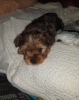 Photo №2 to announcement № 59082 for the sale of yorkshire terrier - buy in United States private announcement