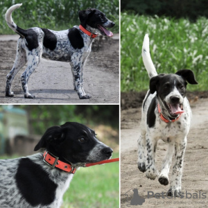 Photo №3. Dalmatian phenotype. Russian Federation