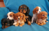 Photo №2 to announcement № 75565 for the sale of cavalier king charles spaniel - buy in United Kingdom private announcement