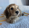 Photo №3. Buy your beautiful Vaccinated dachshund puppies available now for loving homes. Spain