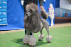 Additional photos: poodle big