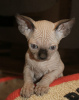 Photo №1. sphynx cat - for sale in the city of Tel Aviv | 1000$ | Announcement № 19418