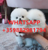 Photo №2 to announcement № 100499 for the sale of pomeranian - buy in Germany breeder