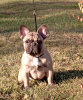 Photo №1. french bulldog - for sale in the city of Warsaw | 520$ | Announcement № 30177